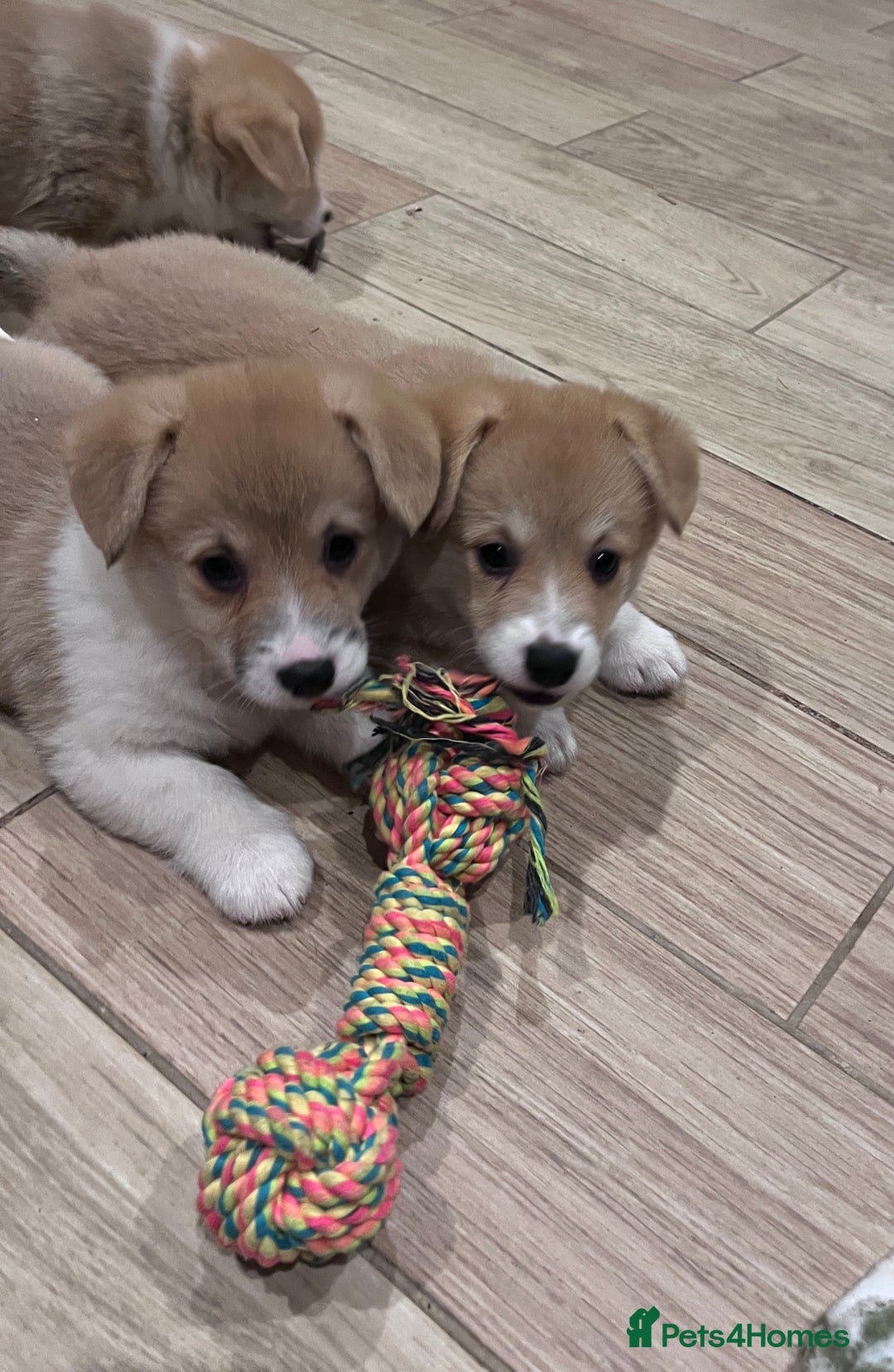 Welsh Corgi Pembroke dogs for sale: KC registered puppies 🐶  - Image 4