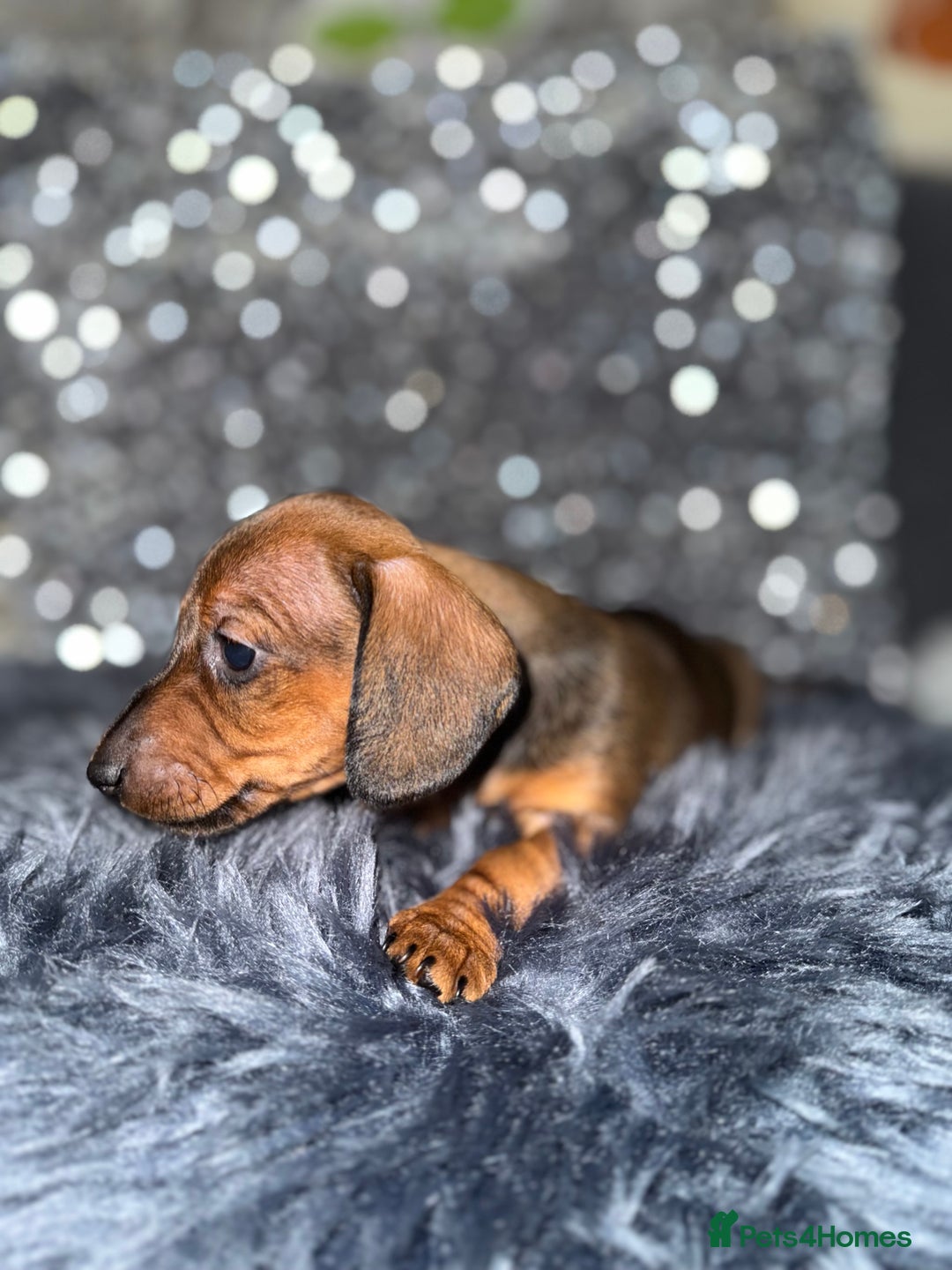 Miniature Dachshund dogs for sale: Miniature Dachshund Puppies 🐾 - Image 16