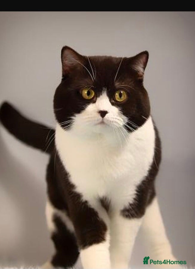 Mixed Breed cats for sale: Beautiful 1 Boy 1 Girl (British xRagdoll Mix) - Advert 4