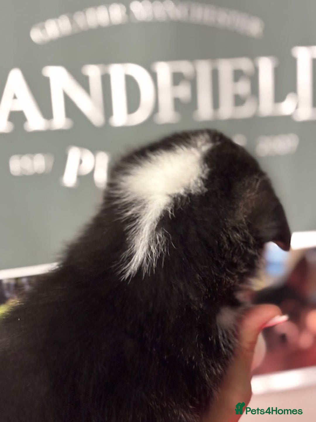 Welsh Corgi Pembroke dogs for sale: Tri coloured quality pedigree puppies available - Advert 16