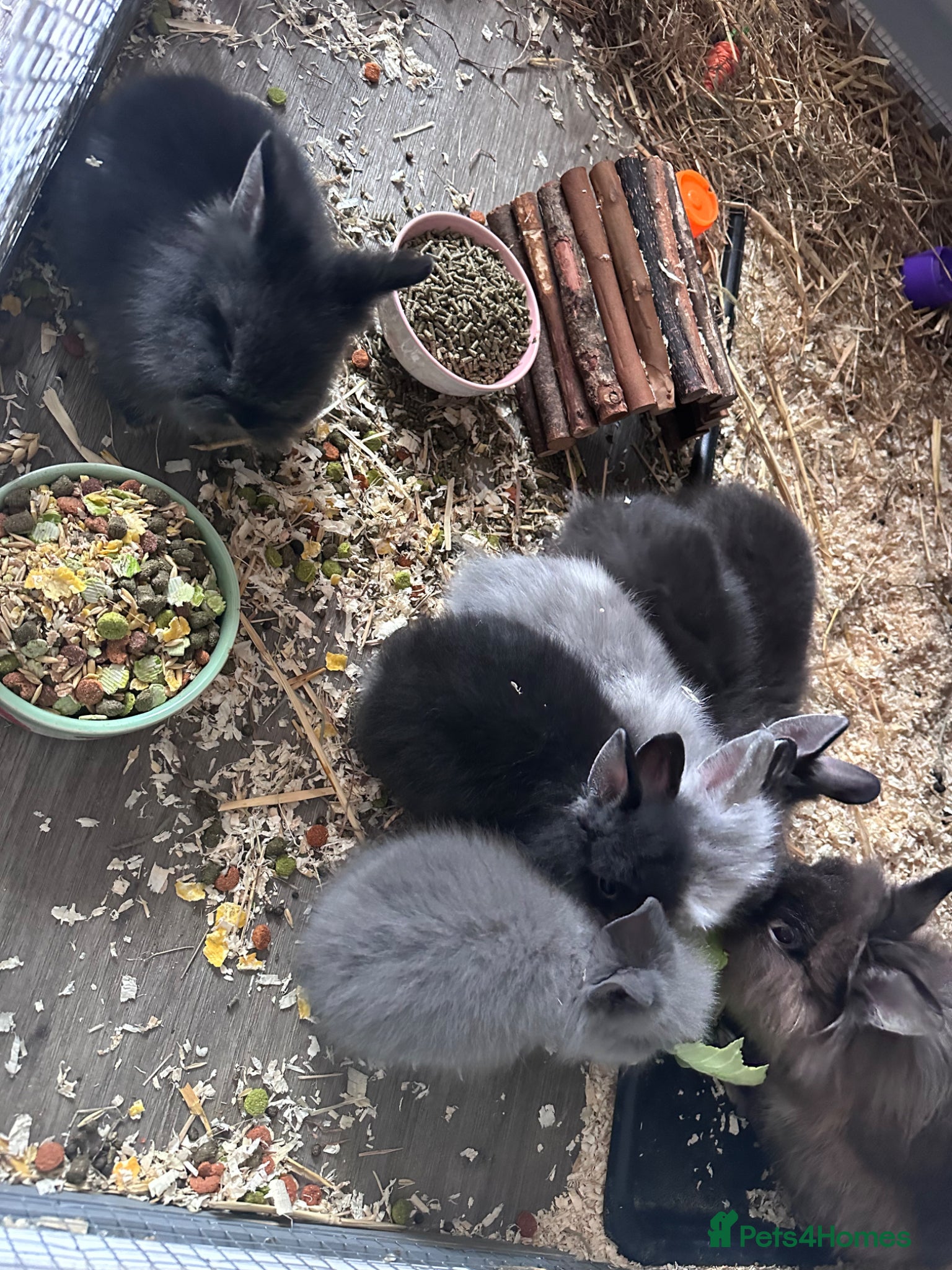 Lionhead rabbits Beautiful double mane Lionhead bunnies 🐰😍 - Advert 1