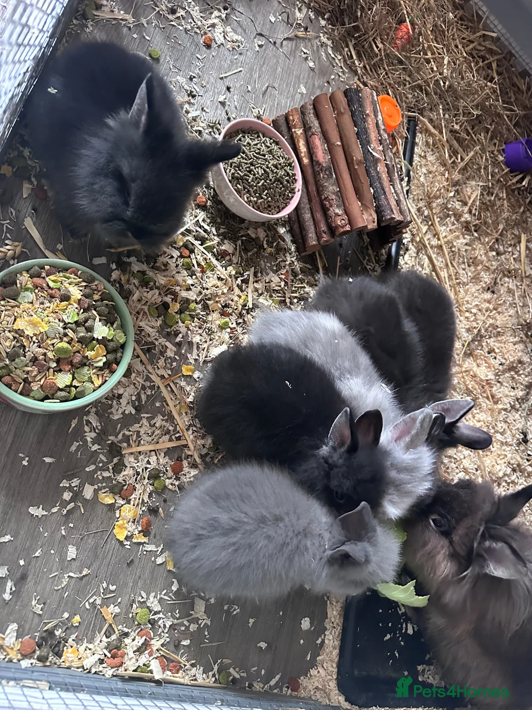 Lionhead rabbits for sale: Beautiful double mane Lionhead bunnies 🐰😍 - Advert 1