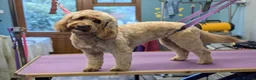 Cockapoo dogs for sale: 🐾 Cockapoo Puppies Due 8th November! ❤️ 🐾 in Ruardean - Advert 12