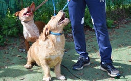 Basset Fauve De Bretagne dogs for adoption: Howie  - Image 9