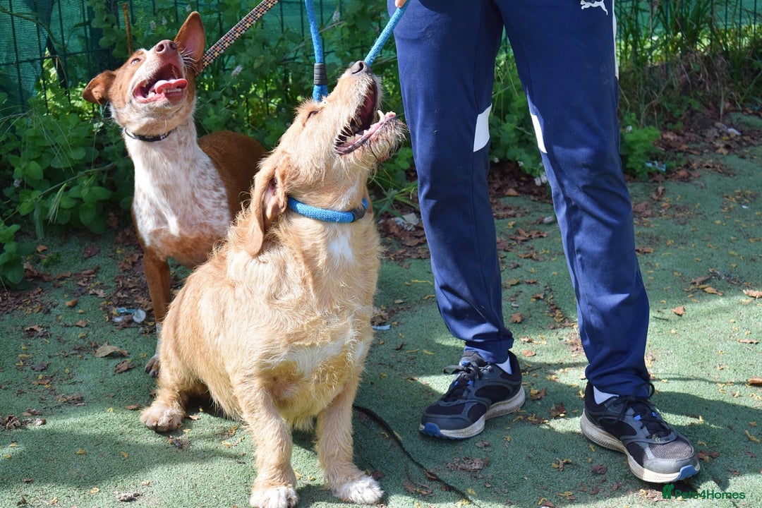 Basset Fauve De Bretagne dogs for adoption: Howie  - Image 9