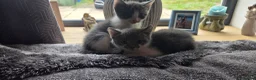 Mixed Breed cats for sale: Kittens  - Advert 11