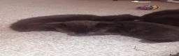 Bombay cats for sale: Bombay  - Advert 3
