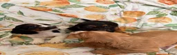 Cocker Spaniel dogs for sale: Cocker Spaniel Puppies  in Bishop Auckland - Advert 3
