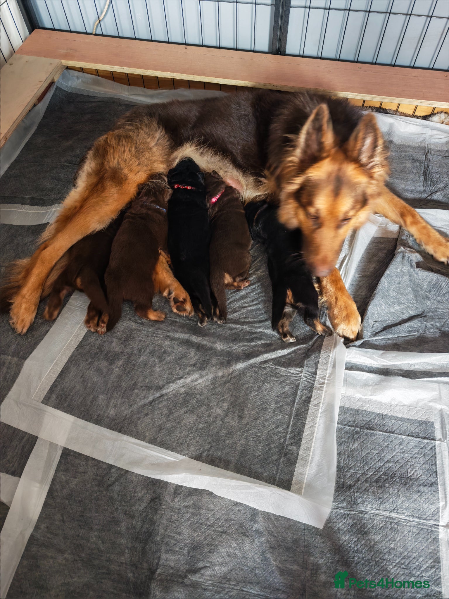 German Shepherd dogs German shepherd Isabella and black and tan - Advert 1