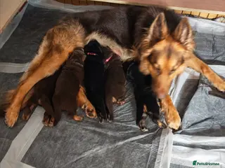 German Shepherd dogs German shepherd Isabella and black and tan - Advert 1