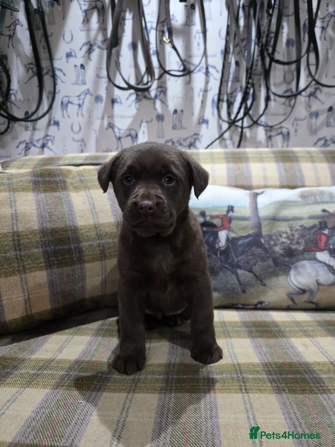 Labrador Retriever dogs for sale: Labrador puppies  - Advert 4