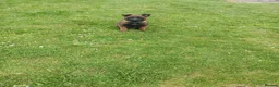Belgian Shepherd Dog dogs for sale: Belgian Malinois knpv x ring sport fci ikc reg in Omagh - Advert 14