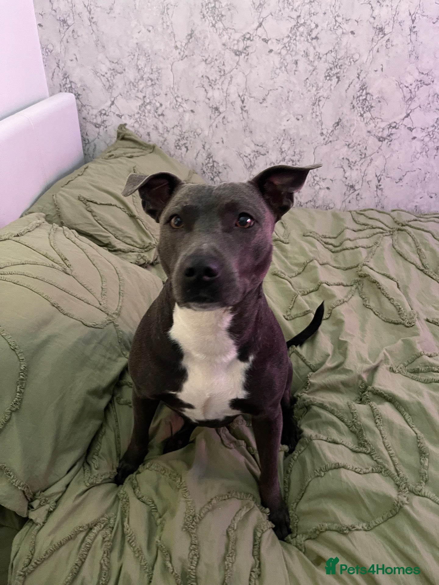 Staffordshire Bull Terrier dogs for sale: Bella  - Advert 4