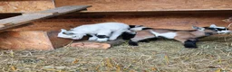 Goats livestock for sale: Pygmy goats kids - Advert 7