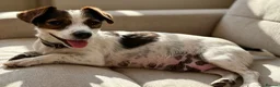 Jack Russell dogs for sale: Traditional short-legged Jack Russell puppies. - Advert 18