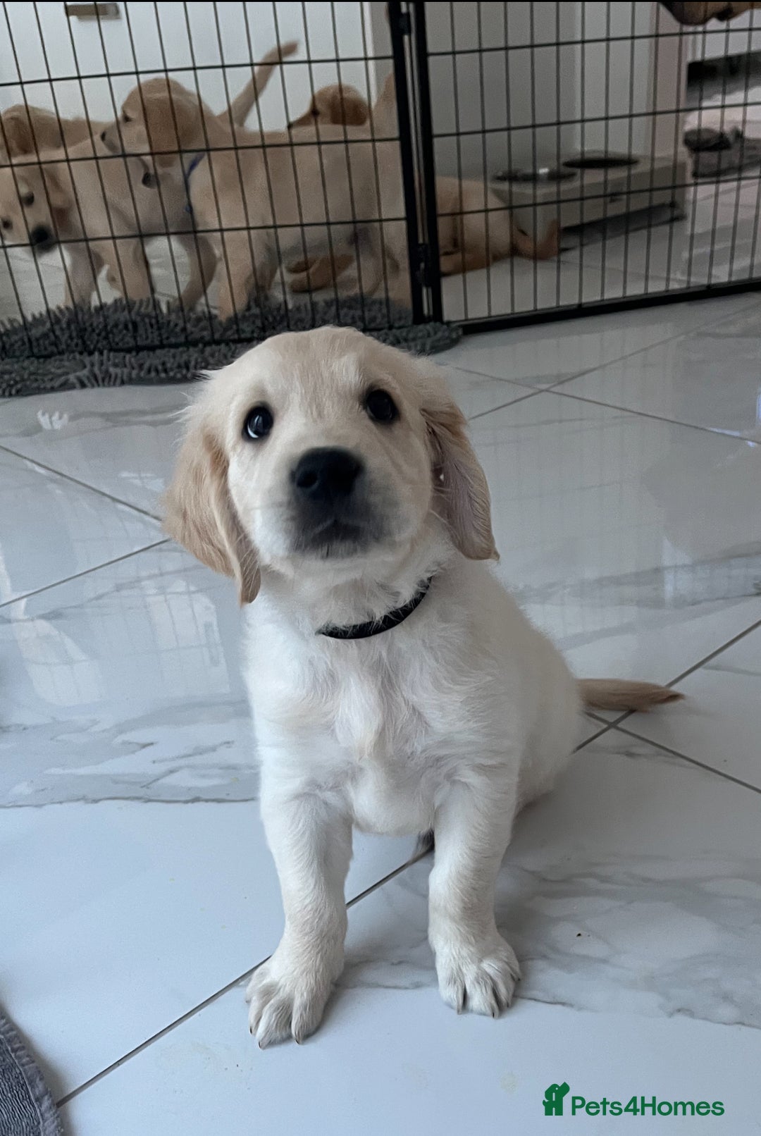 Golden Retriever dogs for sale: Golden retriever  - Advert 31