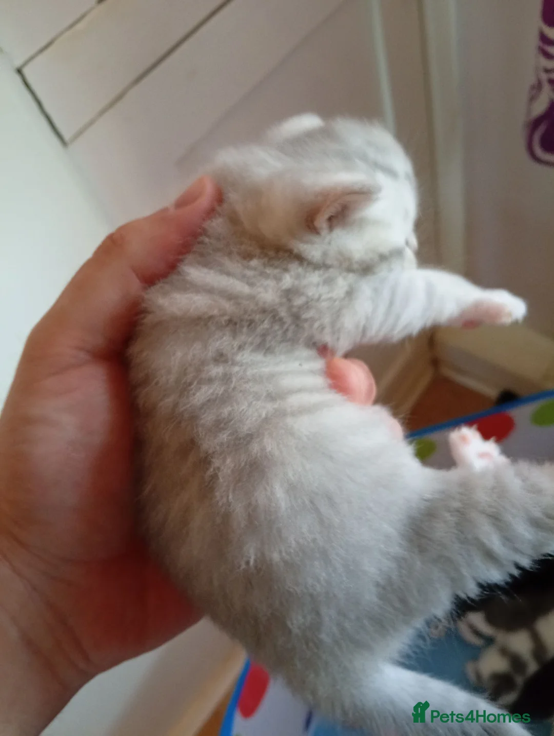 Mixed Breed cats for sale: Exotic shorthair x Scottish straight  - Advert 27