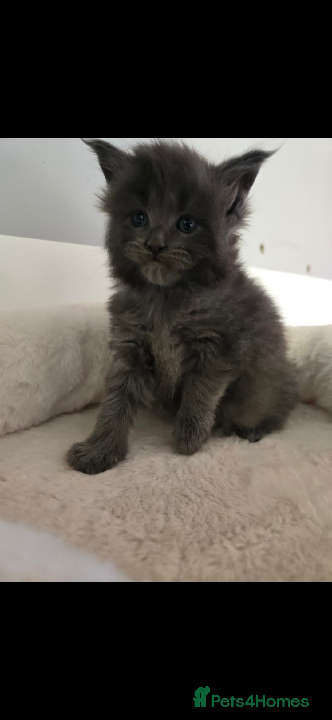 Maine Coon cats Maine coon kittens available!  - Advert 1
