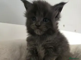 Maine Coon cats Maine coon kittens available! - Advert 1