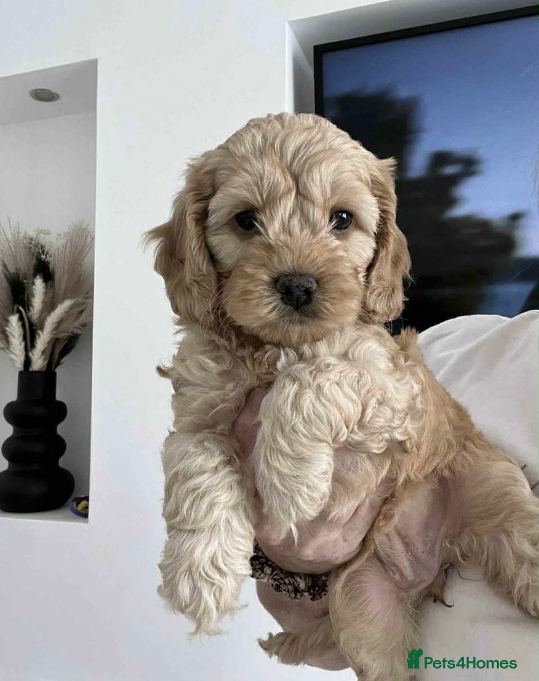 Cockapoo dogs for sale: American cockapoos  - Image 2