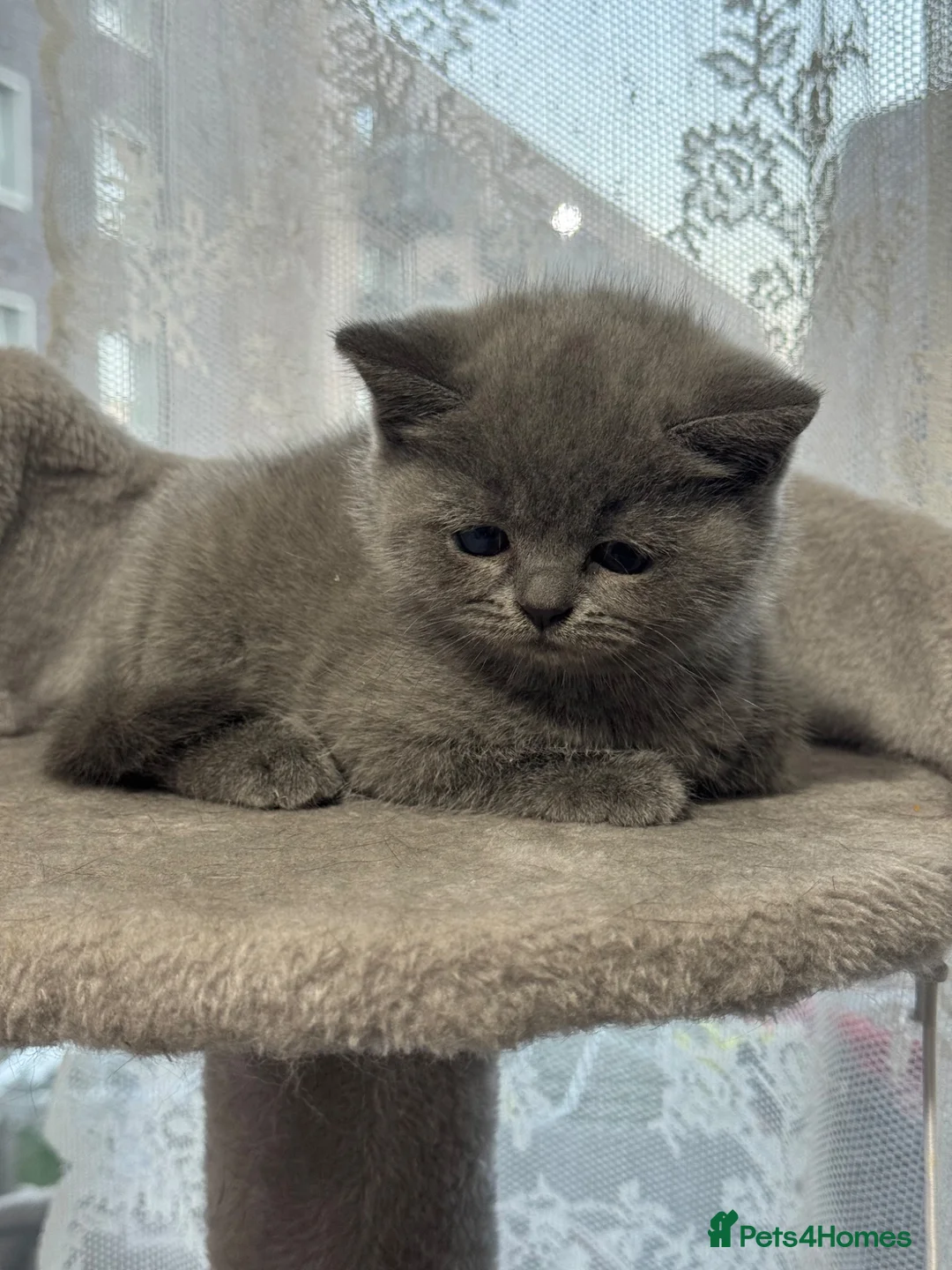 British Shorthair cats for sale: Beautiful Pure British Shorthair Blue Kittens  - Advert 1
