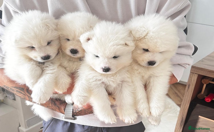 Samoyed dogs - Advert 1