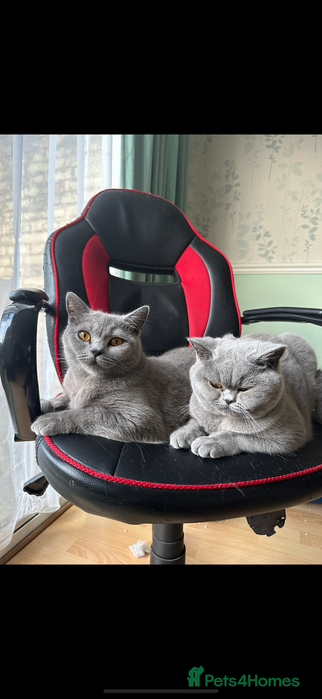 British Longhair cats for sale: DISABLED British long hair kitten - Advert 4