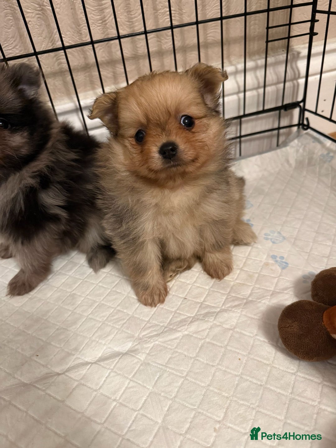 Pomeranian dogs for sale: Pom Puppies - Advert 28