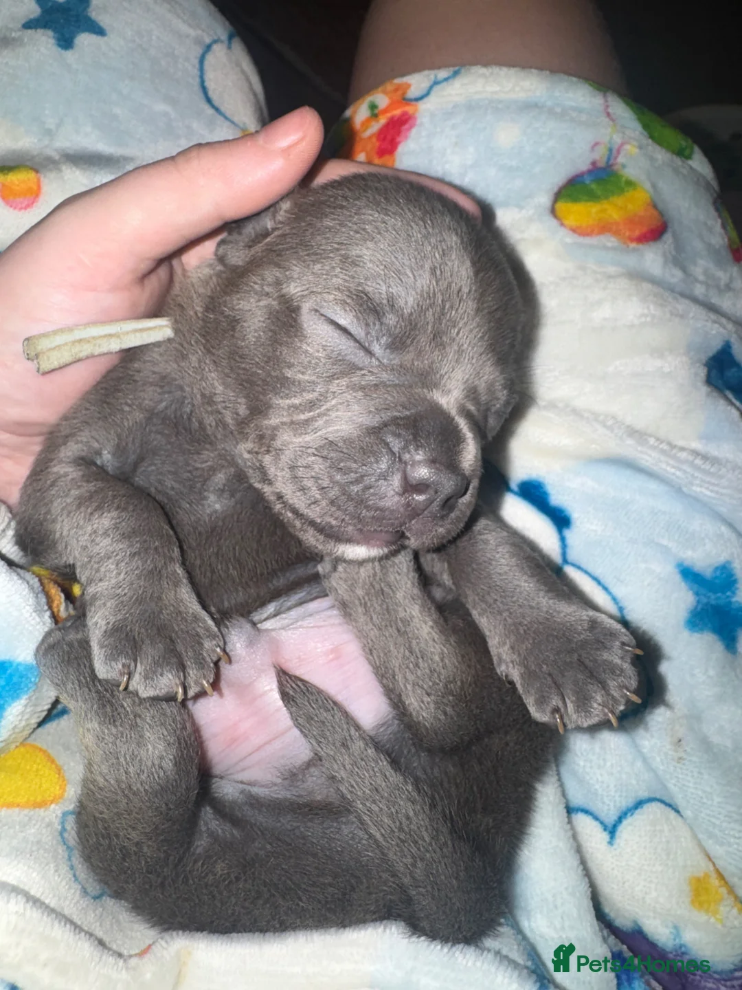 Staffordshire Bull Terrier dogs for sale: Solid blue staff puppy  - Advert 5