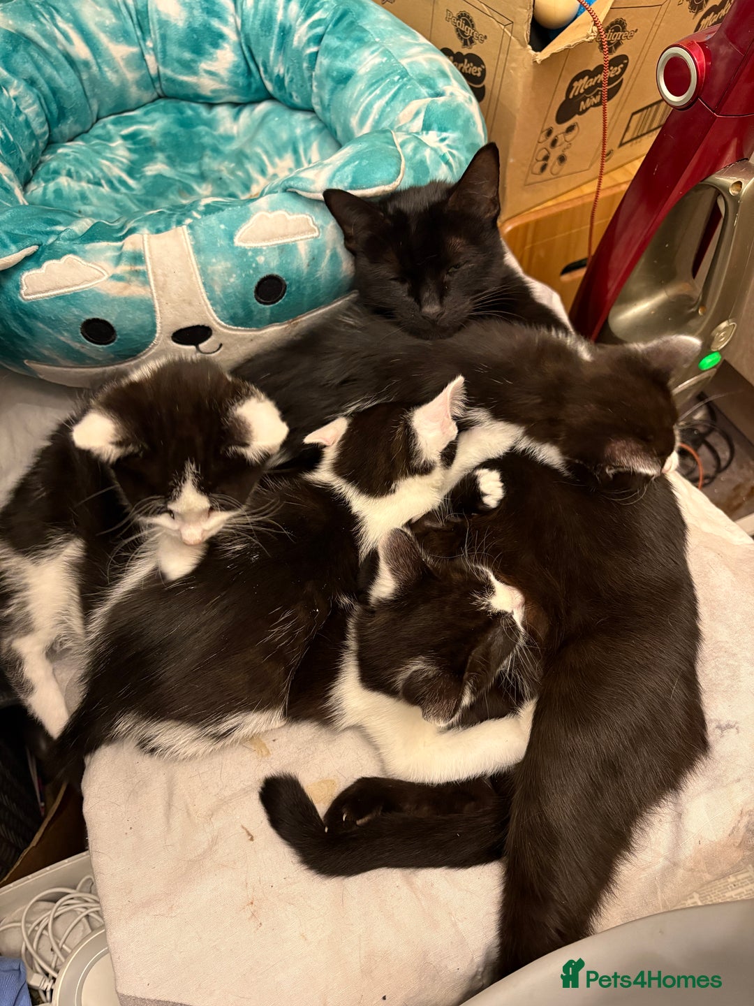 Mixed Breed cats for sale: Kittens  - Image 15