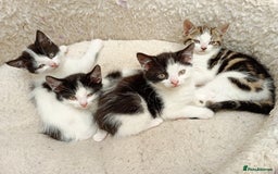 Mixed Breed cats for sale: Lovely playful kittens  - Image 1