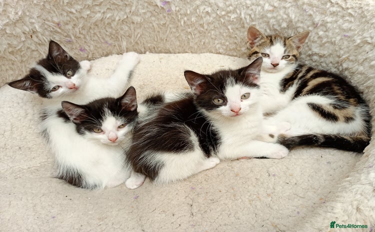 Mixed Breed cats - Advert 12