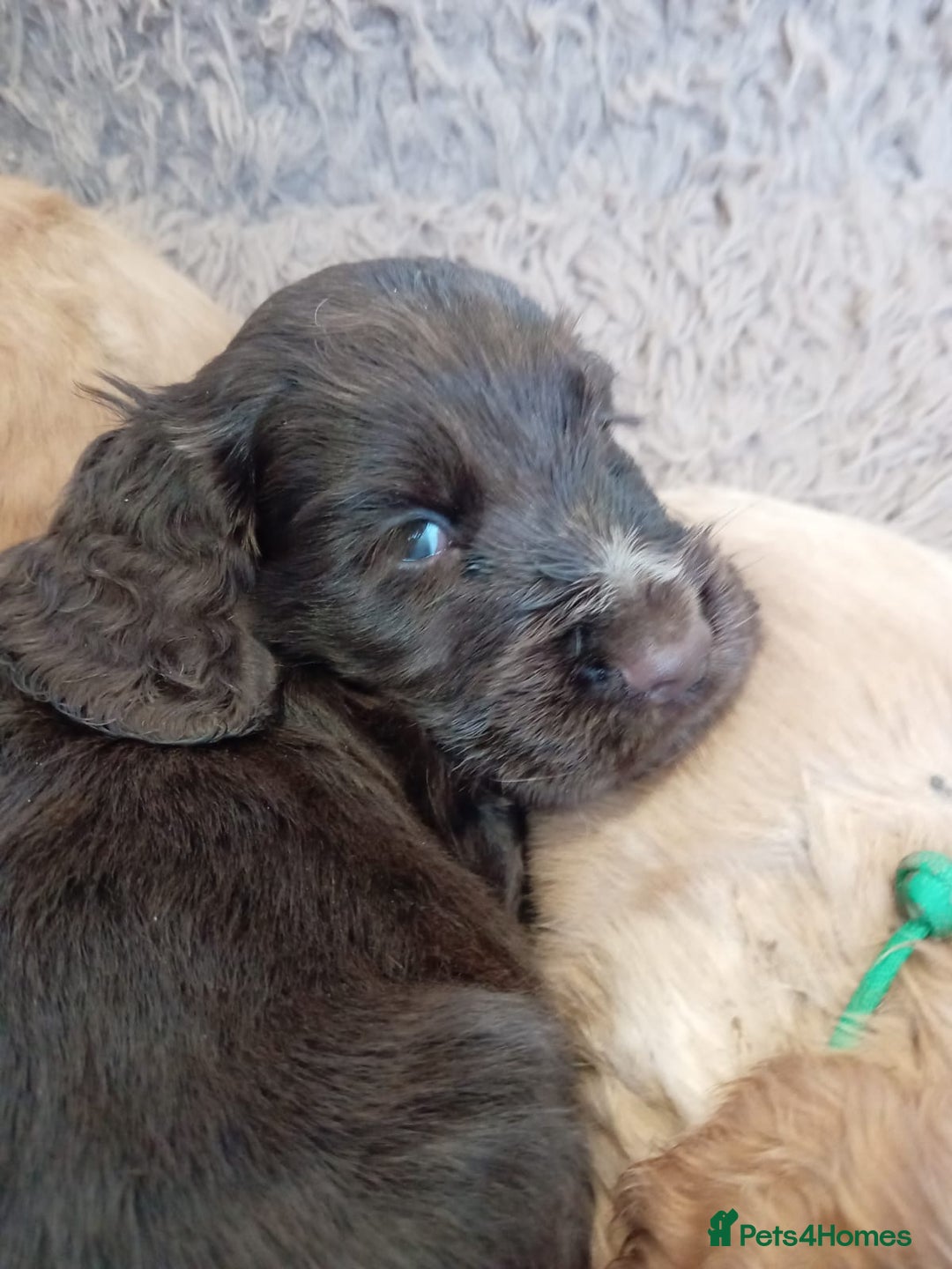 Cocker Spaniel dogs for sale: Pedigree Show Cocker Spaniel - Image 6