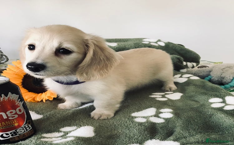 Miniature Dachshund dogs - Advert 11