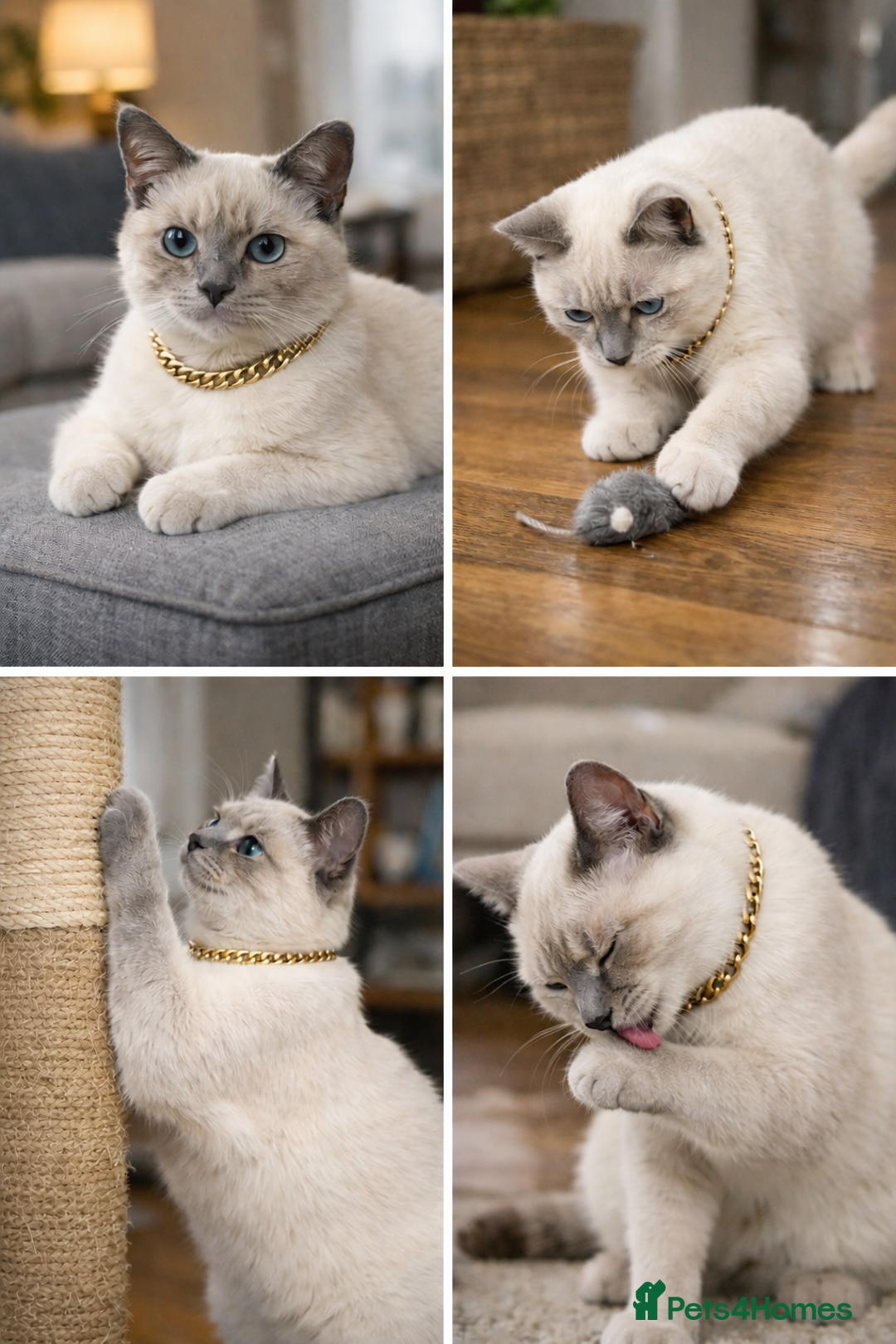 British Shorthair cats for stud: Pedigree White British Shorthair - Colourpoint BSH - Advert 1