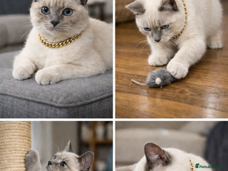 British Shorthair cats Pedigree White British Shorthair - Colourpoint BSH - Advert 2