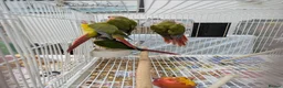 Conures birds for sale: Pineapple and cinnamon baby conures  - Advert 9