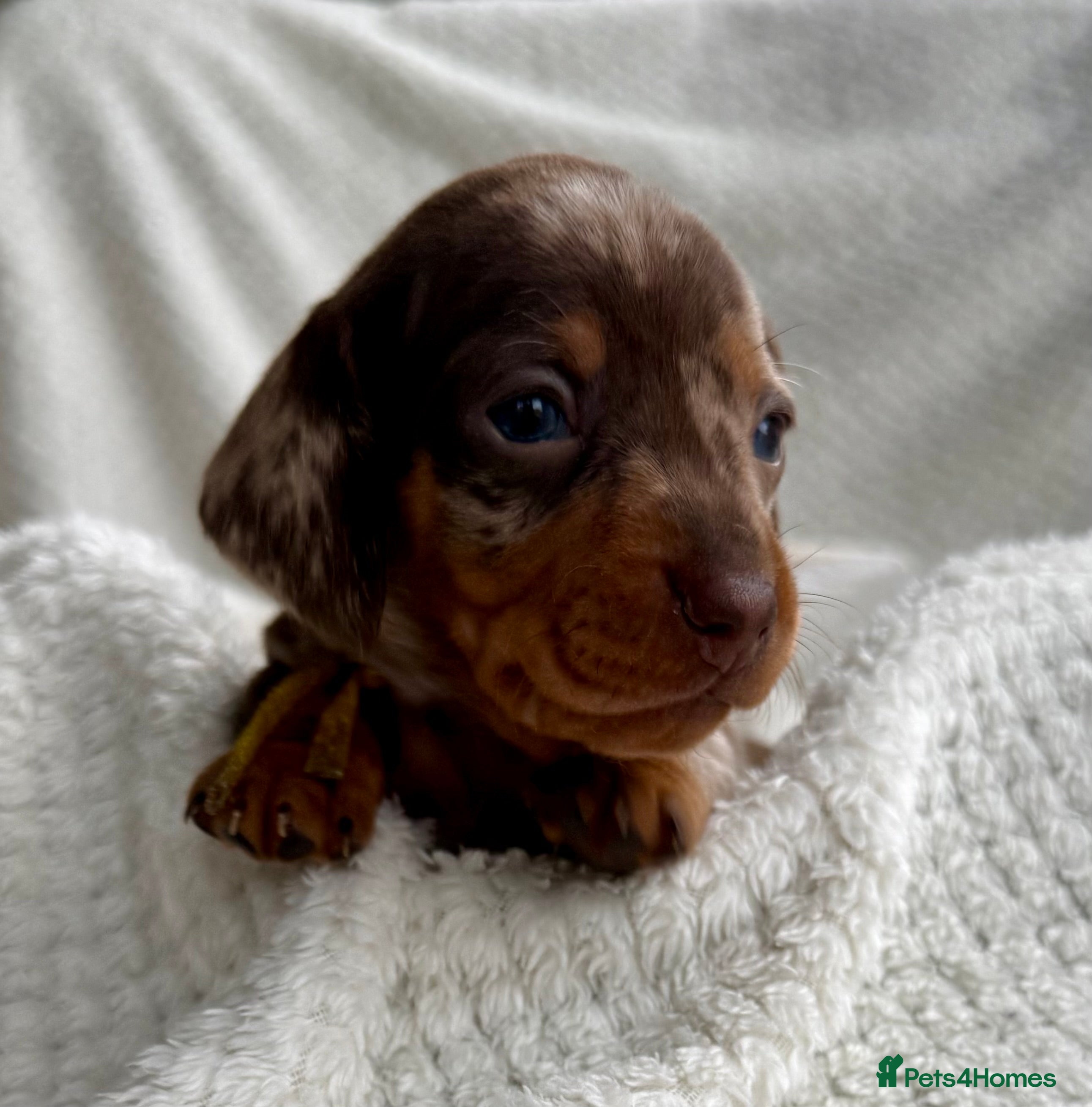 Miniature Dachshund dogs Kc reg choc tweed dapple & choc n tan  - Advert 15