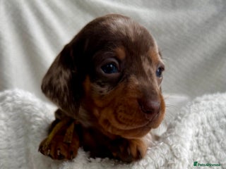 Miniature Dachshund dogs Kc reg choc tweed dapple & choc n tan - Advert 15