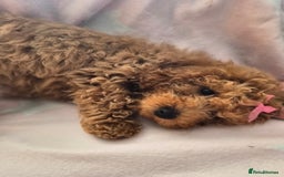 Cavapoo dogs for sale: Female Cavapoo pup  - Image 18
