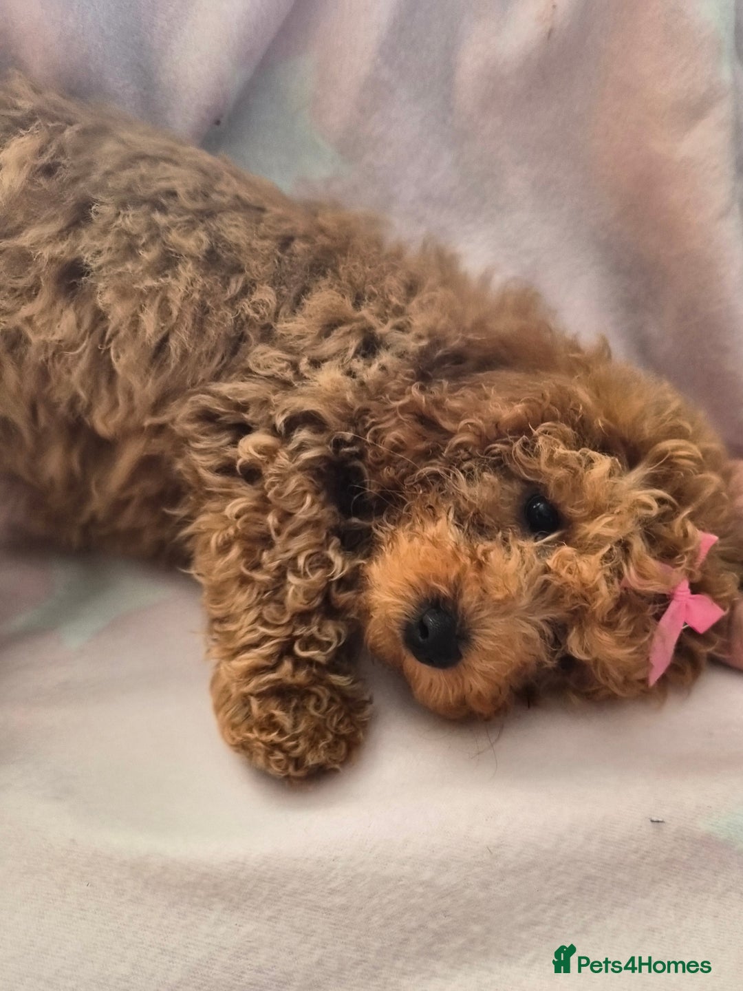 Cavapoo dogs for sale: Female Cavapoo pup  - Image 18