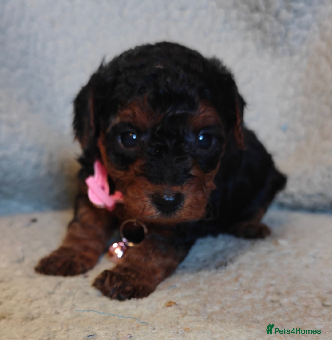 Mixed Breed dogs for sale: Cuteness overload cavapoolake puppies  - Advert 4