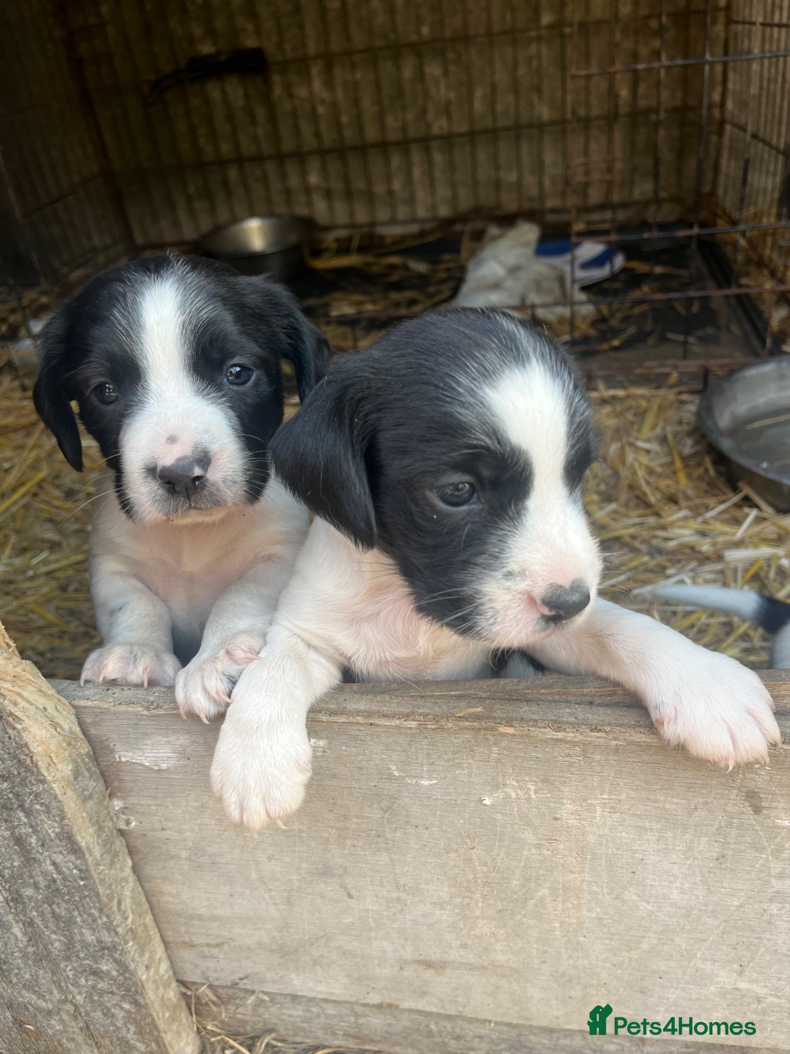 Sprollie dogs Beautiful black & white sprocker x collie puppies  - Advert 1