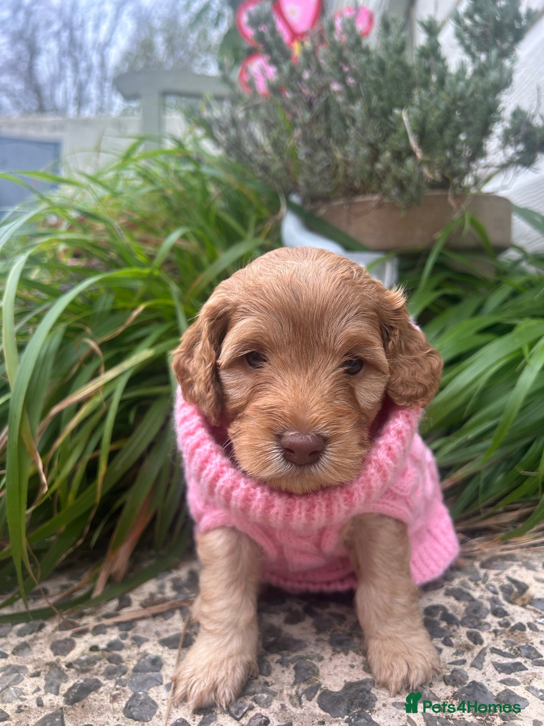 Cockapoo dogs for sale: 5 Stunning Cockapoo girls 💖 - Advert 3