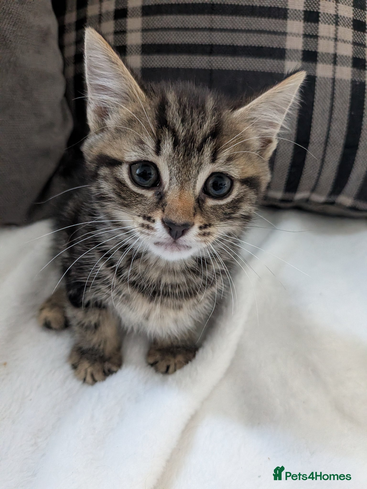 Mixed Breed cats 9 week old beautiful kittens  - Advert 1