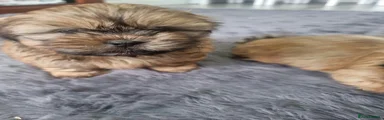 Shih Tzu 1