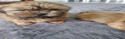 Shih Tzu dogs for sale: Beautiful Shih Tzu Puppies - Advert 8