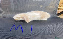French Lop rabbits for sale: Baby lop rabbits  - Image 1
