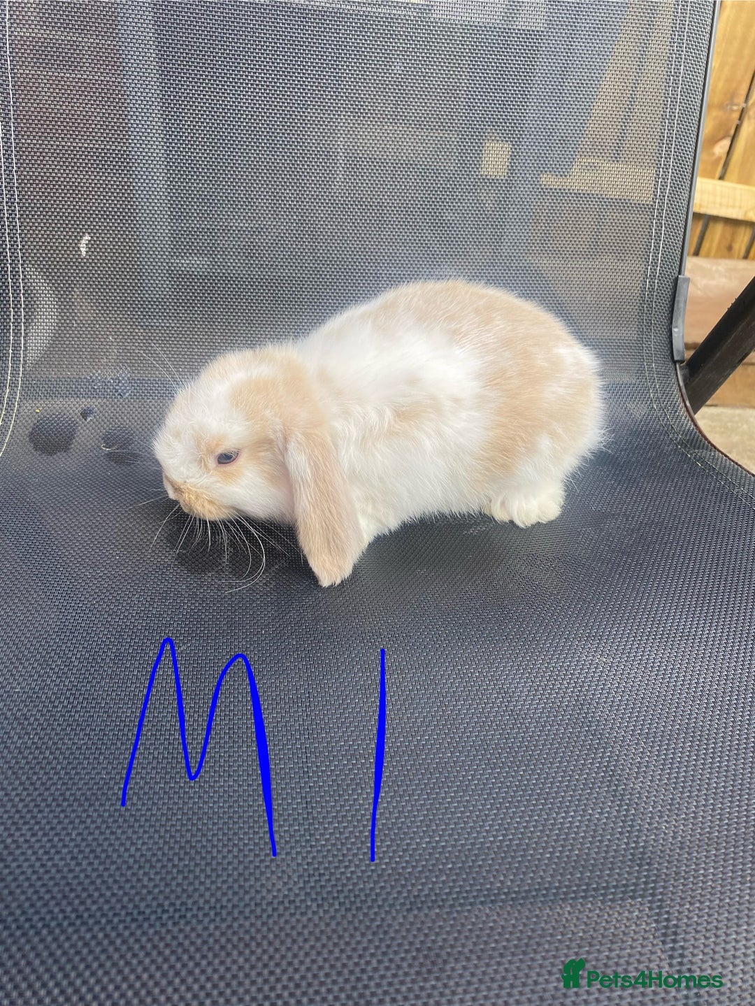 French Lop rabbits for sale: Baby lop rabbits  - Image 1