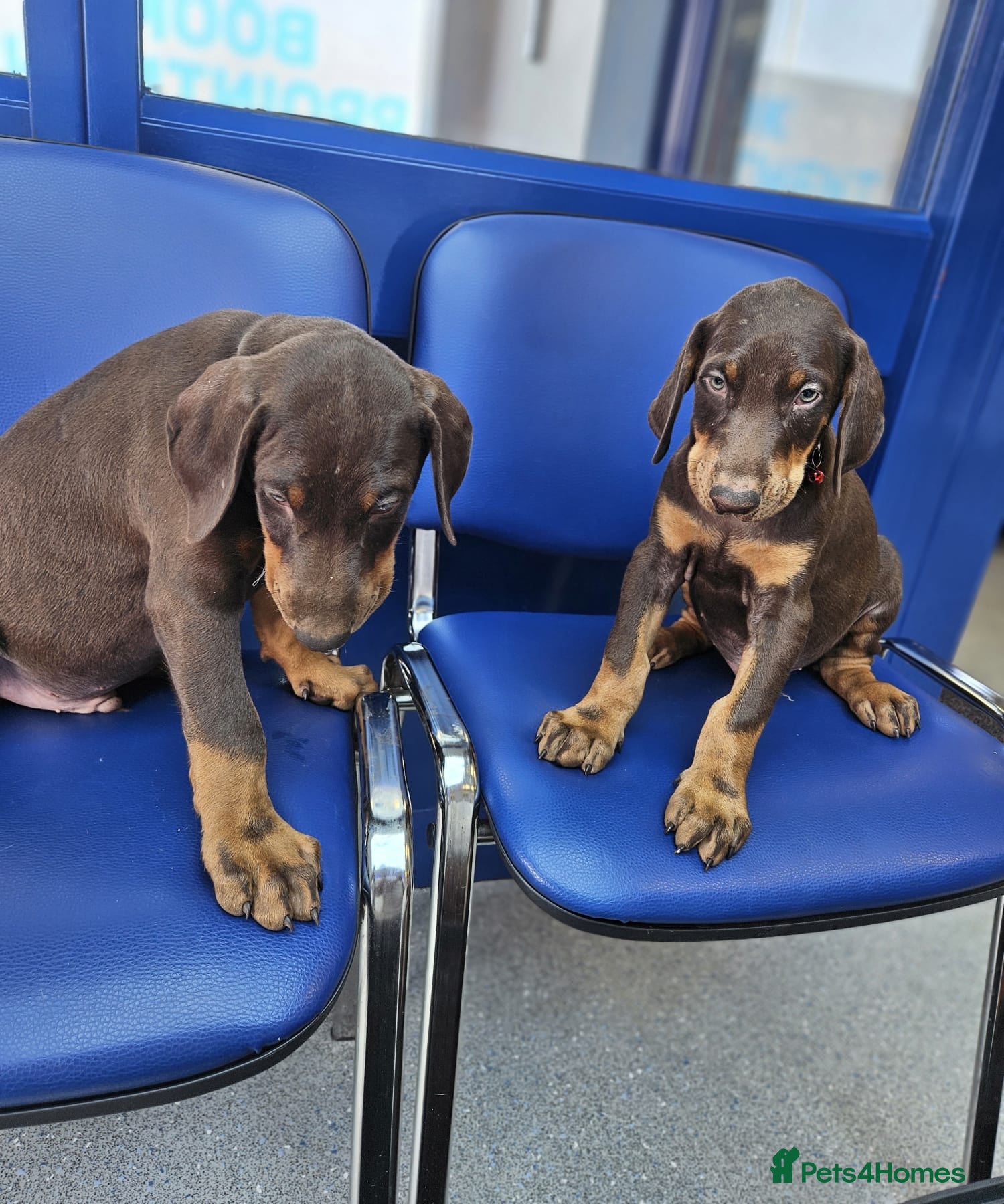 Dobermann dogs Ready Soon Beautiful Chunky KC Registered Puppies! - Advert 2